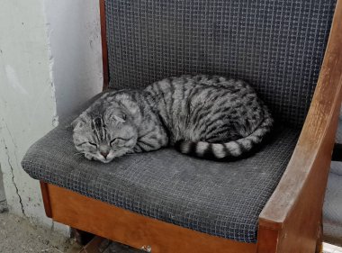 Tekir kediyi katla. Tekir kedi yalan söylüyor ve bakıyor.