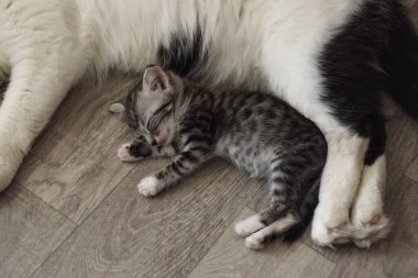 Beyaz-siyah bir kedi ve gri bir kedi yerde yatıyor..