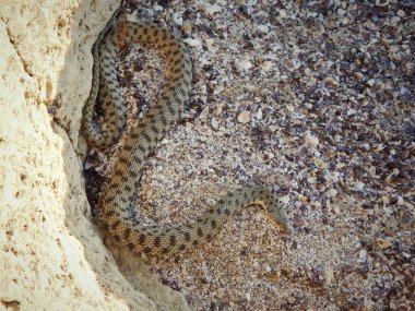 Yılan Kaspiyan Yılanı. Colubrid ailesinden bir yılan. Sagyndyk Burnu. Hazar Denizi. 15 Mayıs 2021. Mangistau bölgesi. Kazakistan.