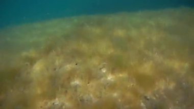 Denizin altında. Hazar Denizi. Haziranda. Suyun altında. 17 Ağustos 2022.