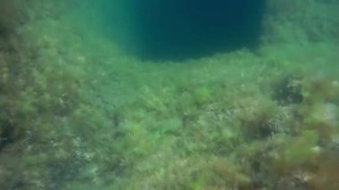 Denizin altında. Hazar Denizi. Haziranda. Suyun altında. 17 Ağustos 2022.