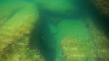 Denizin altında. Hazar Denizi. Haziranda. Suyun altında. 17 Ağustos 2022.