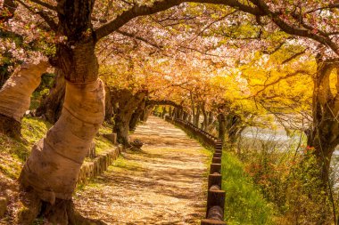 Japonya 'da, günbatımında Hiroşima' da sakin bir parkta kiraz çiçeği açar.