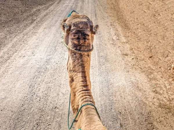 Camel Marchant Dans Paysage Sablonneux — Photo