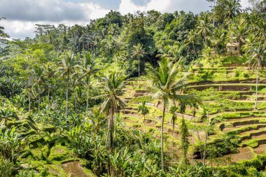 Tegallalang Rice Terrace, Bali, Endonezya