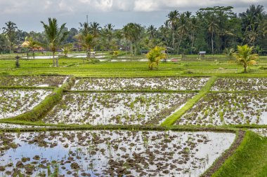 Endonezya, Bali 'de orman ve kahve tarlaları