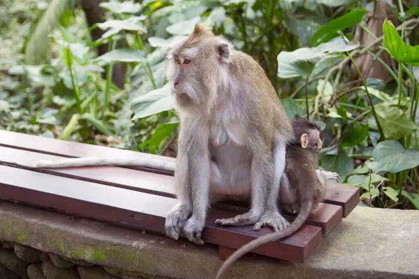 Affen Einem Wald Auf Bali Indonesien — Stockfoto