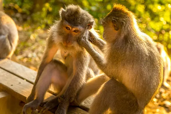 インドネシアのバリの森の中の猿 ロイヤリティフリーのストック写真