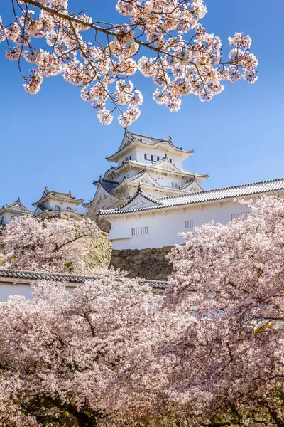 Flor Cerejeira Castelo Himeji Japão Imagens Royalty-Free