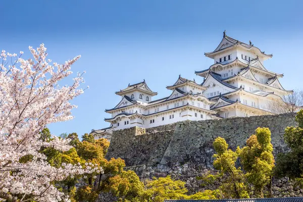 Цветение Сакуры Замок Химэдзи Японии Стоковое Изображение