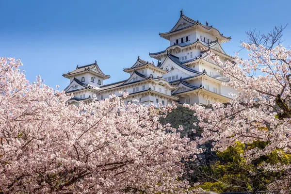 日本の桜と姫路城 ストックフォト