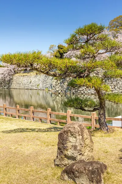 日本の桜と姫路城 ストック画像