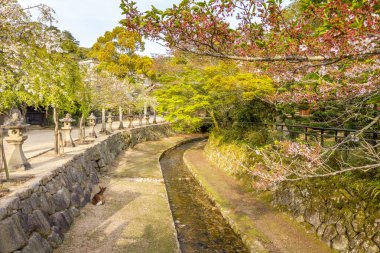Japonya 'daki Miyajima Adası' nda ilkbahar boyunca kanal