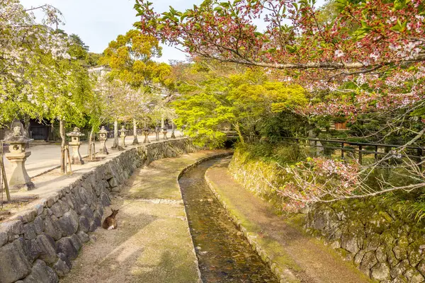 Kanal Våren Miyajima Japan Royaltyfria Stockbilder