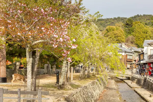 Jeleni Volně Potulují Ulicích Ostrova Miyajima Japonsko Royalty Free Stock Fotografie