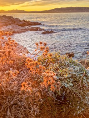 Güney Fransa 'da, gün batımında Cap d' Antibes 'de manzara