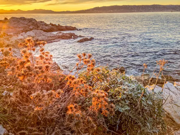 Güney Fransa 'da, gün batımında Cap d' Antibes 'de manzara