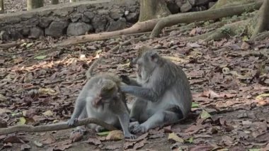 Ubud, Bali, Endonezya 'da bir ormanda maymunlar