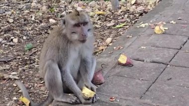 Endonezya, Bali 'de bir ormanda maymun.