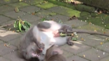 Endonezya, Bali 'de bir ormanda oynayan maymunlar