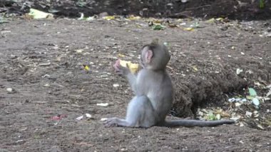 Ubud, Bali, Endonezya 'da bir ormanda maymun