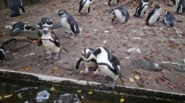 Etrafta dolaşan bir grup penguen