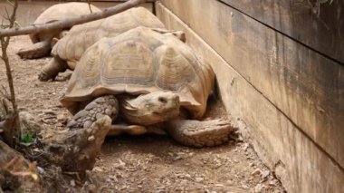 Vahşi kaplumbağalar doğada yürüyor.