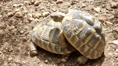Vahşi kaplumbağa doğada çoğalıyor.