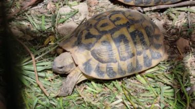 Vahşi kaplumbağa doğada yürüyor.