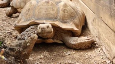 Vahşi kaplumbağa doğada yürüyor.