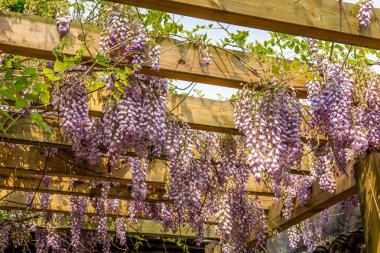 Luzhi, Suzhou, Çin 'deki Baosheng Tapınağı bahçesinde çiçekler.