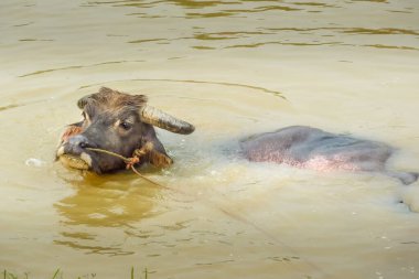 Çin bizon şehrin yangshuo, Çin'in