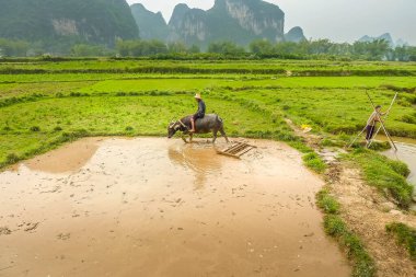 Guilin, Çin - 28 Nisan 2011: Bufalolarına pirinç ekimi için rehberlik eden bir çiftçi. Eski sulama sistemi çiftçilik için öküz kullanıyor.