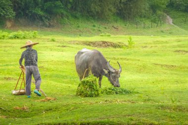 Guilin, Çin - 28 Nisan 2011: Bufalolarına pirinç ekimi için rehberlik eden bir çiftçi. Eski sulama sistemi çiftçilik için öküz kullanıyor.