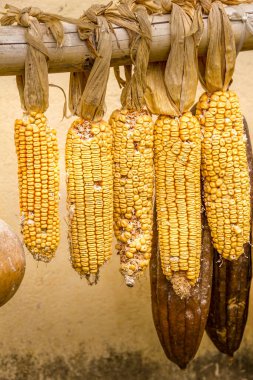 Mısır ve kabak meyvesi kurutma