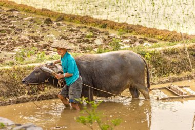 Guilin, Çin - 28 Nisan 2011: Bufalolarına pirinç ekimi için rehberlik eden bir çiftçi. Eski sulama sistemi çiftçilik için öküz kullanıyor.