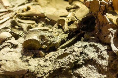 Sicilya 'da bir nüfusun yok olmasına yol açan Etna patlamasından korunmuş kafatası.