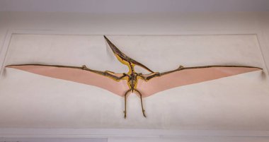 Duvarda asılı Pterosaur (Pterodactyl)