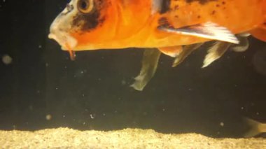 bir akvaryum içinde yüzme balık