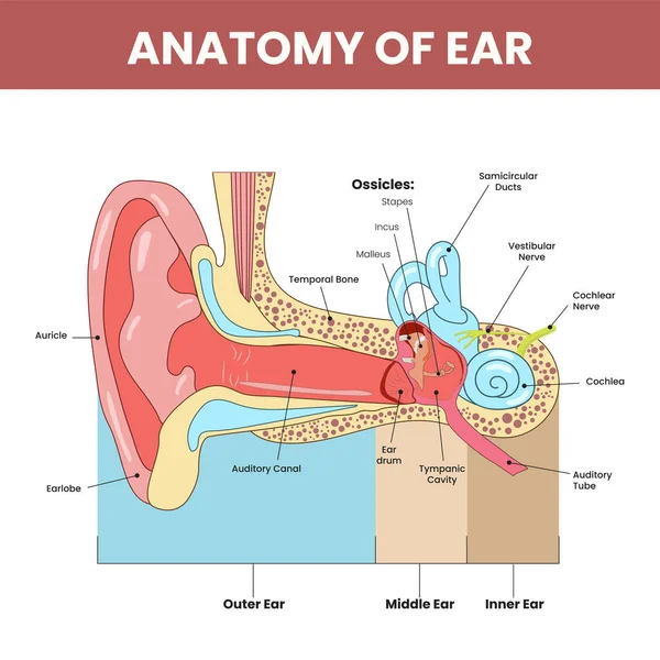 Anatomie Des Ohres Infografik Bunten Hintergrund — Stockvektor