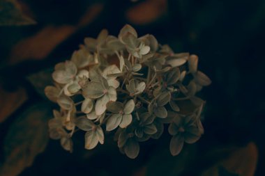 Karamsar solgun sonbahar çiçeği, kahverengi sonbahar bitkileri çürür.