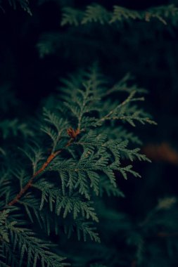 Koyu huysuz yeşil thuja ağacı arkaplanı