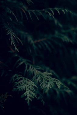 Koyu huysuz yeşil thuja ağacı arkaplanı