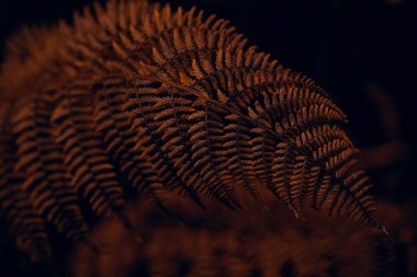 Koyu karamsar soluk sonbahar yaprağı arka plan, kahverengi sonbahar bitkileri çürüyor