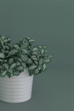 Beyaz saksı houseplant fittonia albivenis