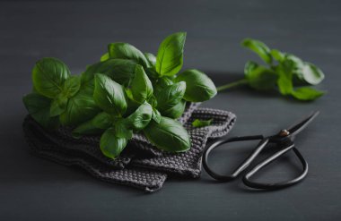 taze fesleğen bitki gri arka plan üzerinde