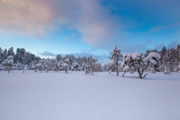 Mooie Winter Landschap Sneeuw Boom — Stockfoto