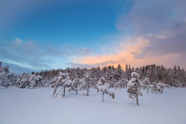 Bellissimo Paesaggio Invernale Albero Della Neve — Foto Stock