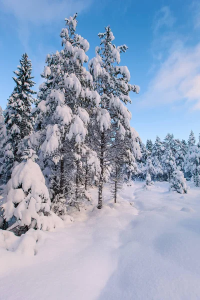Beautiful Winter Landscape Snow Tree — Stock Photo, Image