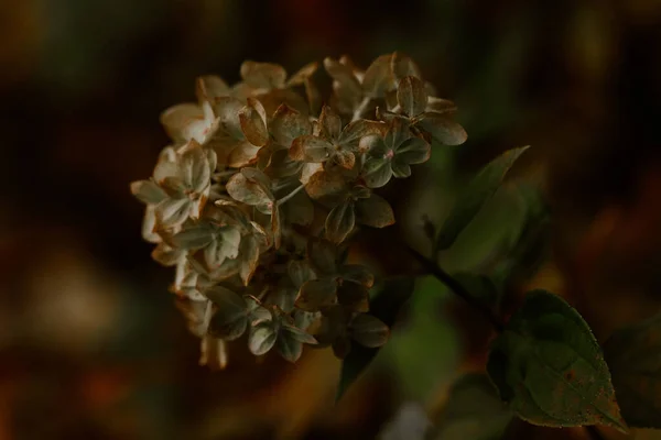 Dunkel Launisch Verblasste Herbstblume Braune Herbstpflanzen Verrotten — Stockfoto
